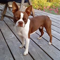 Boston terrier Sir Chester