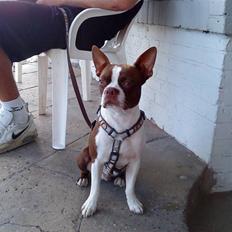 Boston terrier Sir Chester