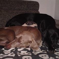 Blanding af racer Malie