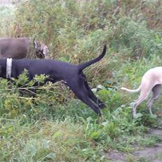 Blanding af racer Malie