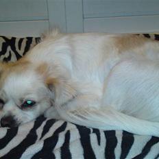 Blanding af racer Lui