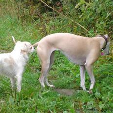 Blanding af racer Lui