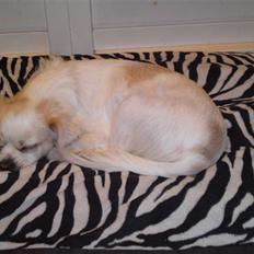 Blanding af racer Lui