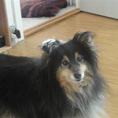 Shetland sheepdog Bessie - R.I.P minskat :-*