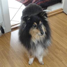 Shetland sheepdog Bessie - R.I.P minskat :-*