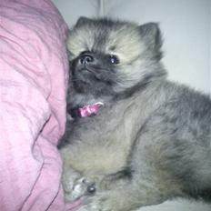 Pomeranian Maggie