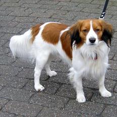 Kooikerhondje | Hector, Dansk Champion.