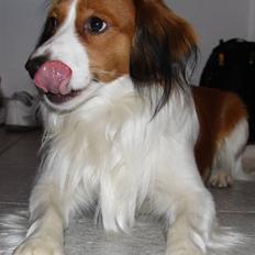Kooikerhondje | Hector, Dansk Champion.