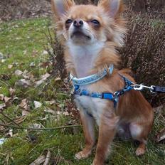 Chihuahua Loui (sir be magic)