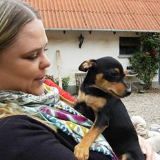 Dvaergpinscher Murphy