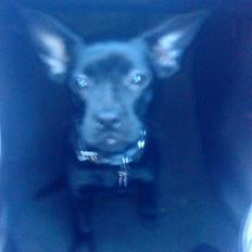 Blanding af racer Mulle