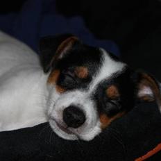 Jack russell terrier Monty