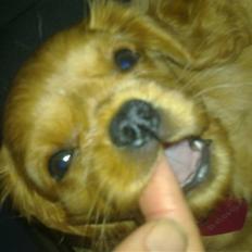 Cavalier king charles spaniel Dina - R.I.P.den 22/11-10