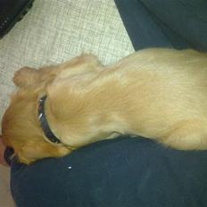 Cavalier king charles spaniel Dina - R.I.P.den 22/11-10