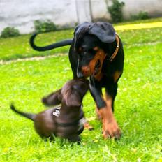 Dobermann Grusholms Nova