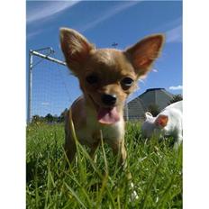 Chihuahua Bella Matea