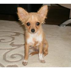 Chihuahua Bella Matea