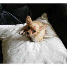 Chihuahua Bella Matea