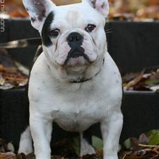 Fransk bulldog Holger