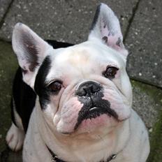 Fransk bulldog Holger