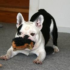 Fransk bulldog Holger