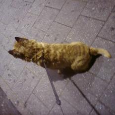 Cairn terrier boddy holly