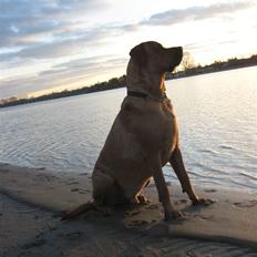 Blanding af racer Bastian