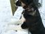Border collie Bella