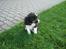 Border collie Bella