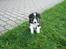 Border collie Bella