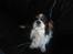Cavalier king charles spaniel Bamse
