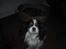 Cavalier king charles spaniel Bamse