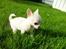Chihuahua Mini - Mini i haven