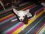 Chihuahua Mini
