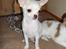Chihuahua Mini