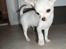Chihuahua Mini