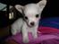 Chihuahua Mini