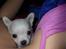 Chihuahua Mini - Mini varmer sig i min armhule