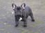 Fransk bulldog Bertha - Bertha 8 uger