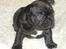 Fransk bulldog Bertha - Bertha 4 uger