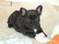 Fransk bulldog Bertha - Bertha 5 uger