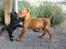 Fransk bulldog Bertha - Bertha og Obelix :-)