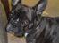 Fransk bulldog Alma