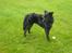 Blanding af racer Shiba