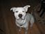 Amerikansk staffordshire terrier neo