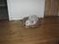 Amerikansk staffordshire terrier neo