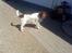 Engelsk springer spaniel Daco