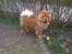 Chow chow Stagebo's X-Factor(Magnus - Magnus 1 år og 4 måneder gammel :)