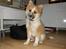 Islandsk fårehund Nala