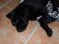 Labrador retriever Anthon(slogt)